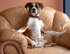 Dog on a couch